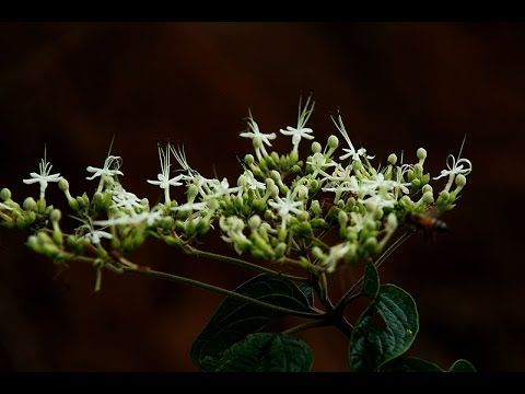 Bọ mẩy -  Chữa sốt phát ban, viêm amyđan, cổ họng, lỵ trực trùng