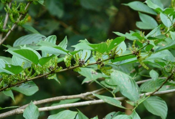 Cây ba chẽ - Chữa rắn cắn, bong gân, gãy xương, phù