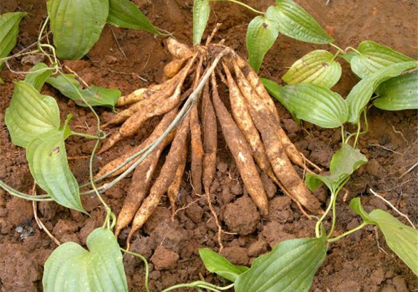 Cây bách bộ - Điều trị ho, lao phổi, bệnh đường hô hấp