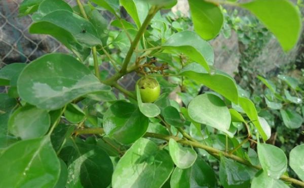 Cây cẩm xà lặc - Chữa kiết lỵ, tiêu chảy, sưng tấy, lợi tiểu