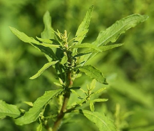 Cây dầu giun - Điều trị giun sán