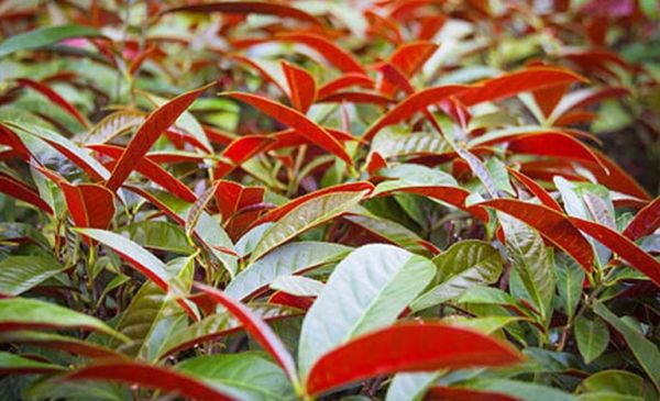 Cây đơn đỏ - Điều trị bệnh dị ứng, mụn nhọt, mề đay mẩn ngứa