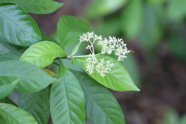 Cây đơn trắng - Điều trị bệnh tiêu chảy, kiết lỵ, rối loạn tiêu hóa, mẩn ngứa