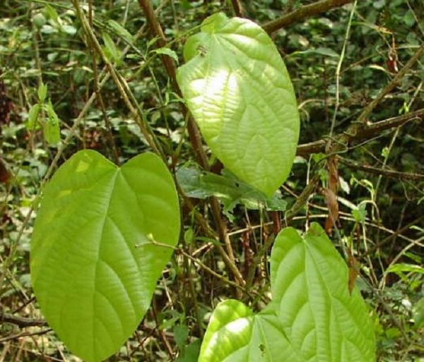 Cây hoàng đằng loong trơn - Chữa tiêu chảy, kiết lỵ, đau mắt