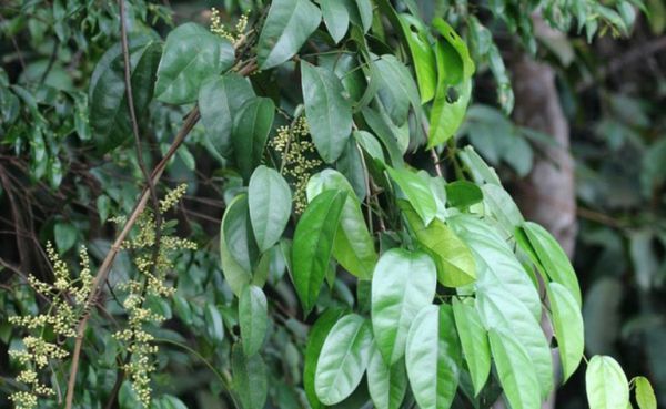 Cây hoàng đằng -  Chữa tiêu chảy, kiết lỵ, viêm ruột, viêm nhiễm ngoài da