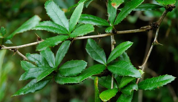 Cây hoàng liên gai - Chữa đi lỵ, đau răng, đau mắt