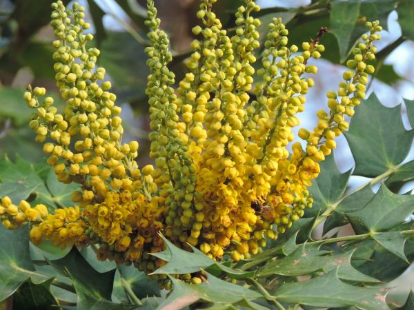 Cây hoàng liên ô rô - Chữa lỵ, ăn uống không tiêu, vàng da, đau mắt