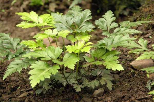 Cây hoàng liên - chữa sốt, tả lỵ, nôn ra máu, đau mất đỏ, loét miệng