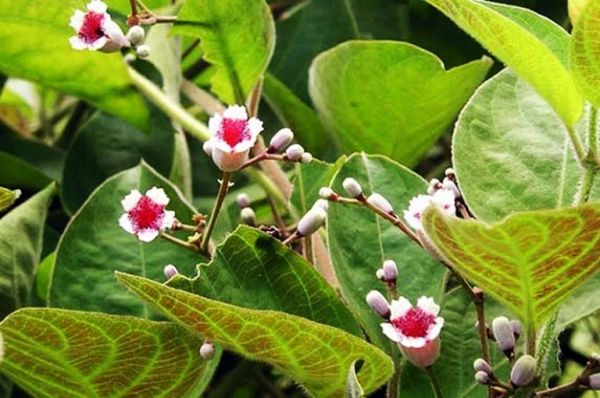 Cây mơ tam thể - Chữa lỵ trực trùng Shiga