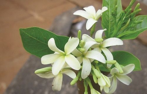 Cây mộc hoa trắng - Điều trị bệnh lỵ, đường tiêu hóa