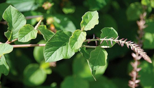 Cây ngưu tất - Điều trị bệnh viêm khớp, đau bụng, kinh nguyệt khó khăn