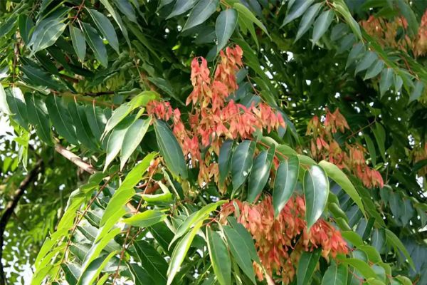 Cây phượng nhỡn thảo - Điều trị ỉa chảy, lỵ