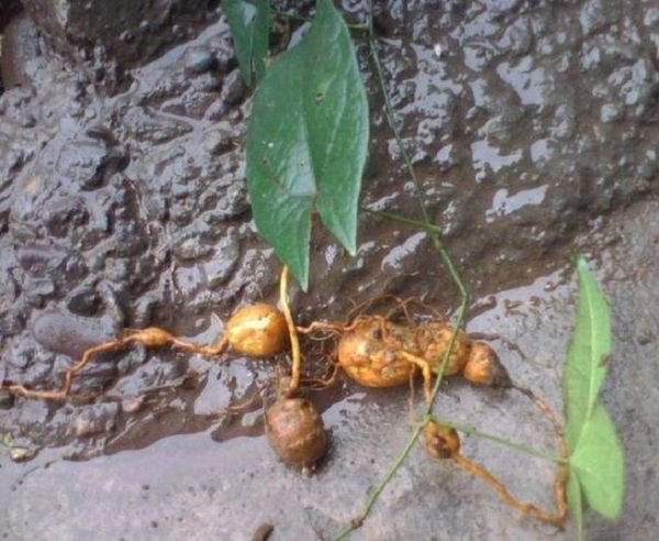 Cây san sư cô - Điều trị lỵ, tiêu chảy