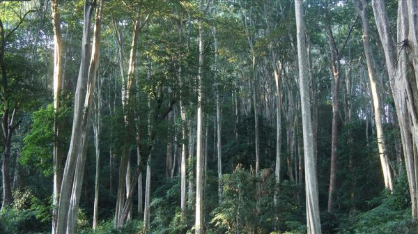 Cây săng lẻ - Điều trị bệnh nấm ngoài da, kiết lỵ, bỏng