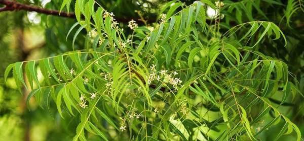 Cây sầu đâu rừng - Điều trị sốt rét