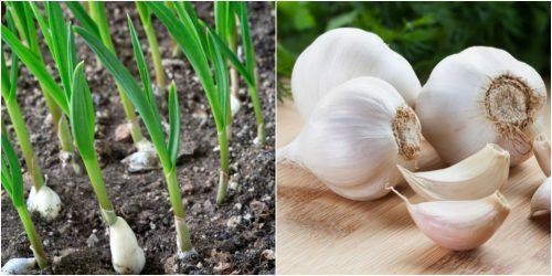Cây tỏi - Điều trị kiết lỵ