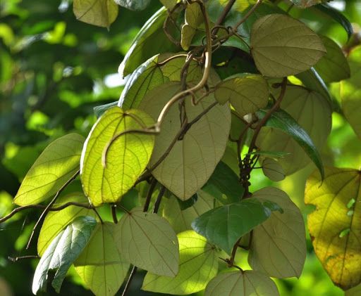 Cây vàng đằng - Điều trị được chứng kiết lỵ, viêm tai mủ, viêm phế quản, tiêu chảy