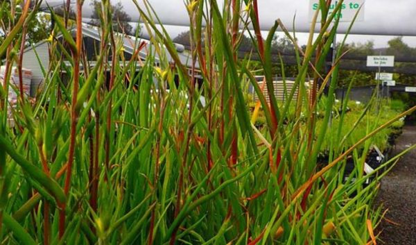 Cỏ đuôi lươn - Chữa nấm kẽ chân, bệnh hậu sản, hắc lào, vảy nến