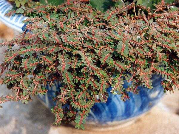 Cỏ sữa nhỏ lá - Điều trị bệnh ngoài da, kiết lỵ, mụn nhọt, mẩn ngứa