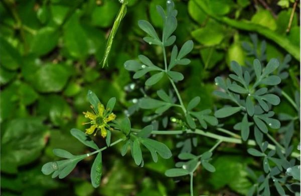 Cửu lý hương - Điều trị phong thấp, điều kinh, đau nhức