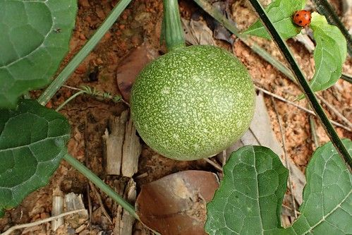 Đài hái - Chữa bệnh loét mũi, dùng cho phụ nữ sau sinh