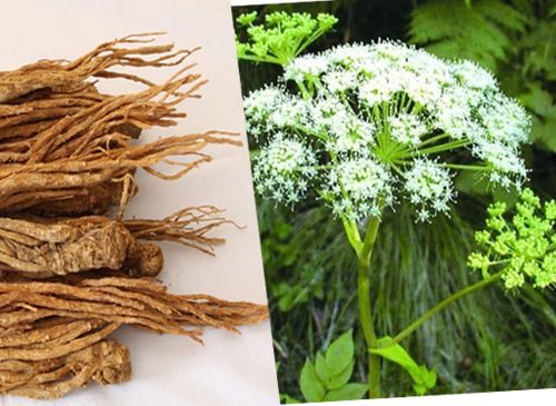 Đương quy - Bổ huyết, hoạt huyết, nhuận táo, hoạt trường, điều huyết, thông kinh