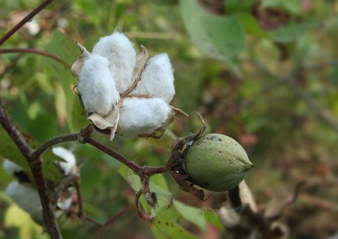 Hạt bông - Lợi sữa