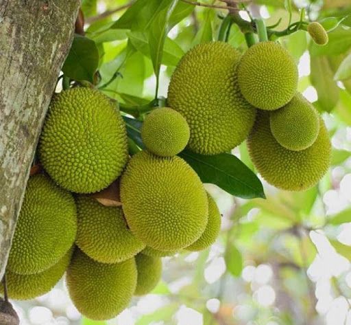 Mít - Cây thuốc lợi sữa, an thần