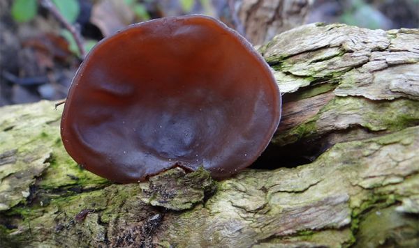 Mộc nhĩ - Giải độc, chữa lỵ, táo bón và rong huyết