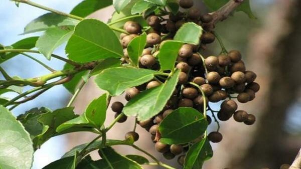 Nhội - Chữa bệnh ỉa chảy, khí hư do trùng roi ãm đạo