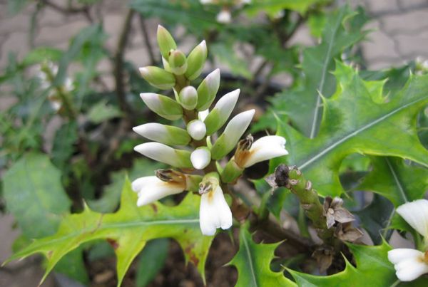 Ô rô - Điều trị vàng da do gan, đau nhức xương khớp, hen suyễn, rong huyết