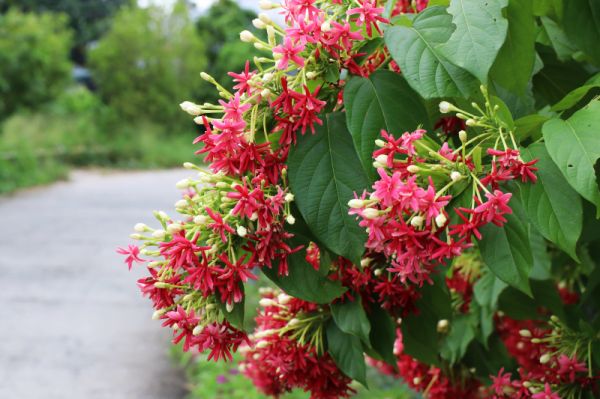 Sử quân tử - Điều trị tiểu tiện đục, sát trùng, tả lỵ