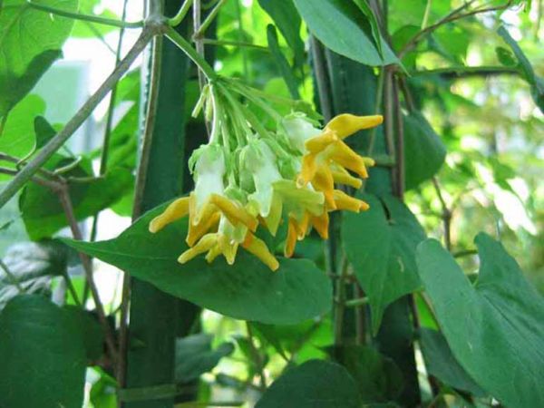 Thiên lý - Chữa các bệnh lý lòi dom, bí tiểu, tốt cho người vô sinh