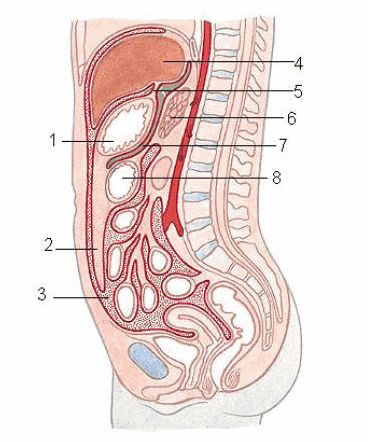 Bệnh tràn máu phúc mạc - Triệu chứng, nguyên nhân và cách điều trị