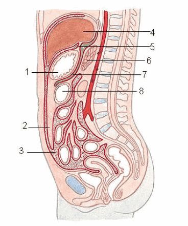 Bệnh tràn máu phúc mạc - Triệu chứng, nguyên nhân và cách điều trị