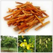 Tô mộc - Chữa thống kinh, bế kinh, sản hậu huyết ứ, đau nhói ngực bụng