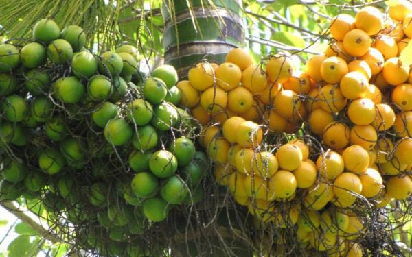 Cây cau - Chữa giun sán