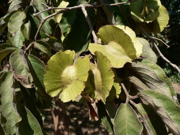 Cây chân bầu - Điều trị giun, lợi mật, nước ăn chân