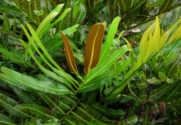 Cây quán chúng - Chữa giun sán, tiêu chảy, cảm cúm