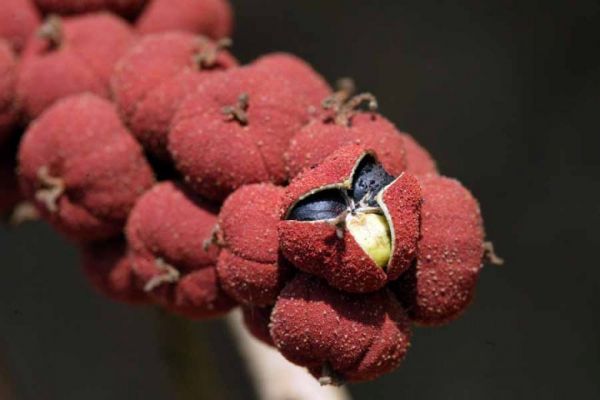 Cây rùm nao - Chữa giun sán, tiêu chảy, động kinh