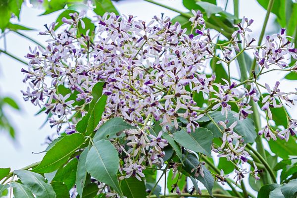 Cây xoan - Điều trị giun