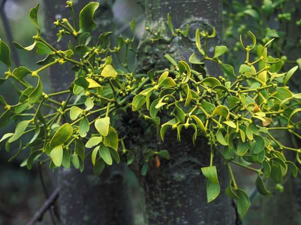 Tầm gửi - Chữa trị đau lưng, tê đau gân cốt, viêm thận mạn tính, động thai