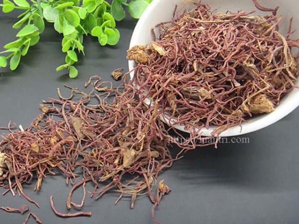 Tử uyển - Chữa trị ho và suyễn mới hoặc lâu ngày kèm nhiều đàm, hư hao