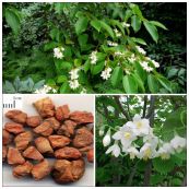 Cánh kiến trắng - Chữa trị khí uất bạo quyết, trúng ác hôn mê, tâm phúc thống, kinh phong