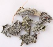 Chè dây - Chữa trị đau dạ dày, tá tràng, viêm đại tràng, chậm liền sẹo