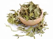 Cỏ ngọt - Chữa trị tiêu khát, lợi tiểu, hạ  huyết áp