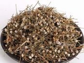 Cốc tinh thảo - Chữa trị Phong nhiệt mắt đỏ, đau mắt, phong nhiệt, đau răng