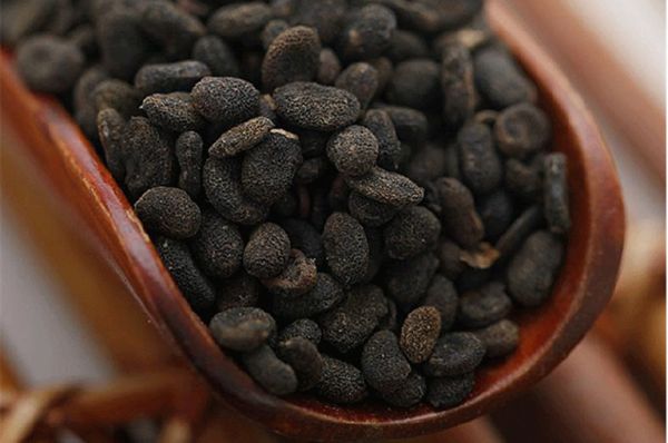 Bổ cốt chỉ - Chữa  liệt dương, di tinh, đái dầm, niệu tần, thắt lưng đầu gối đau