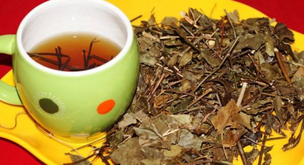 Chè vằng - Chữa trị kinh nguyệt không đều,  hạch bạch huyết, viêm tử cung