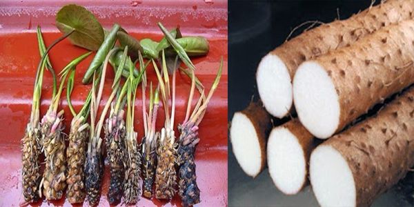Củ súng - Chữa đái són, viêm thận, bàng quang, đau lưng mỏi gối, tỳ hư
